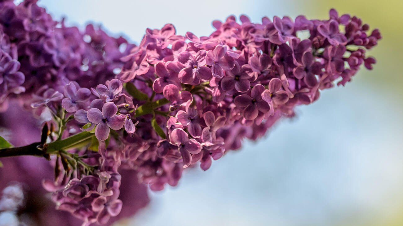 Haus Andrea - Legal Notice