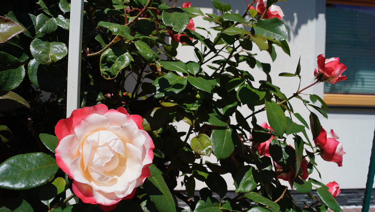 Haus Andrea - Preise